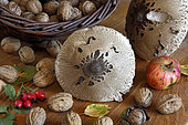 Parasol mushroom, walnut, apple, rosehip, basket, autumn harvest, kitchen, home, Belfort, Territoire de Belfort, France