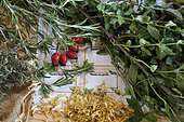 Verbena, marigold, mint, rosemary, aromatic and medicinal plants, kitchen, home, Belfort, Territoire de Belfort, France