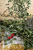 Verbena, marigold, mint, rosemary, savory, aromatic and medicinal plants, kitchen, home, Belfort, Territoire de Belfort, France