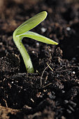 Germination, orange patisson seedy (Cucurbita pepo), indoor grow kit, Belfort, Territoire de Belfort, France