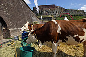 Montbeliarde cow, agricultural show, place de l Arsenal, Belfort, Territoire de Belfort, France