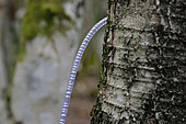Harvesting the sap, birch trunk (Betula), forest, Haute Saone, France