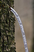 Harvesting the sap, birch trunk (Betula), forest, Haute Saone, France