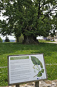 Ivory linden, late 15th century, Large-leaved linden (Tilia grandifolia), Grange-Sauvaget, Jura, France