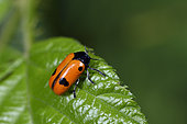Willow beetle (Clytra laeviuscula), bank of pond, Chaux, Territoire de Belfort, France