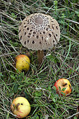 Parasol mushroom (Macrolepiota procera), apples, orchard, Plancher Bas, Haute Saone, France