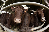 Salers cows, farm, Montarlot-lès-Rioz, Haute-Saône, France