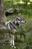 Gray wolf (Canis lupus), animal park of Sainte-Croix, Rhodes, Moselle, France