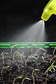 Watering, germination, Tomato seed (Solanum lycopersicum), Black Cherry variety, indoor grow kit, Belfort, Territoire de Belfort, France