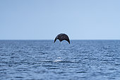 Munk's pygmy devil ray / Munk's mobula (Mobula munkiana) flying out of the water, Baja California, Sea of Cortez (Gulf of California), Mexico, Pacific Ocean.