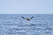 Munk's pygmy devil ray / Munk's mobula (Mobula munkiana) flying out of the water, Baja California, Sea of Cortez (Gulf of California), Mexico, Pacific Ocean.