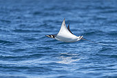 Munk's pygmy devil ray / Munk's mobula (Mobula munkiana) flying out of the water, Baja California, Sea of Cortez (Gulf of California), Mexico, Pacific Ocean.