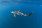 Silky shark (Carcharhinus falciformis), female with many scratches and bite marks- wounds from recently mating. During copulation the male bites the female often on the pectoral fin. Baja California, Mexico, Pacific Ocean.
