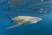 Silky shark (Carcharhinus falciformis), swimming beneath the surface of the ocean. Baja California, Mexico, Pacific Ocean.