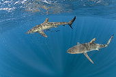 Couple of Silky shark (Carcharhinus falciformis), one with Pilot fish (Naucrates ductor) swimming beneath the surface of the ocean. Baja California, Mexico, Pacific Ocean.