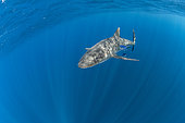 Silky shark (Carcharhinus falciformis), with Pilot fish (Naucrates ductor) swimming beneath the surface of the ocean. Baja California, Mexico, Pacific Ocean.