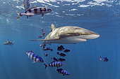 Silky shark (Carcharhinus falciformis), with Pilot fish (Naucrates ductor) swimming beneath the surface of the ocean. Baja California, Mexico, Pacific Ocean.