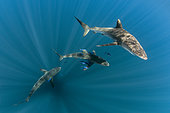 Group of Pelagic silky sharks (Carcharhinus falciformis) with Pilot fish (Naucrates ductor) swimming beneath the surface of the ocean. Baja California, Mexico, Pacific Ocean.