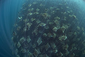 Large school of Munk's devil rays (Mobula munkiana) aggregating. Baja California, Sea of Cortez (Gulf of California), Mexico, Pacific Ocean.