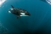 Orcas / killer whales (Orcinus orca) swimming in open water. Baja California, Sea of Cortez (Gulf of California), Mexico, Pacific Ocean.