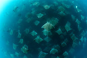 Munk's devil rays (Mobula munkiana) aggregating. Baja California, Sea of Cortez (Gulf of California), Mexico, Pacific Ocean.