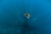 Munk's devil rays (Mobula munkiana) swimming beneath the surface of the ocean. Baja California, Sea of Cortez (Gulf of California), Mexico, Pacific Ocean.