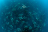 Large school of Munk's devil rays (Mobula munkiana) aggregating. Baja California, Sea of Cortez (Gulf of California), Mexico, Pacific Ocean.