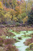 Bog landscape in autumn, Moselle, France