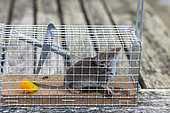 Lesser shrew (Crocidura suaveolens) caught in a trap, Pas de Calais, France