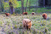 Highland cows in a meadow in autumn, Moselle, France