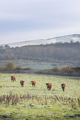 Salers cows in a meadow in winter, Pas de Calais, France