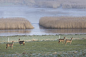Roe deer (Capreolus capreolus) in winter, Tardinghen Marsh, Opal Coast, Pas-de-Calais, France