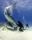 Scuba divers interacting with a pair of tiger sharks, Tiger Beach, Bahamas.
