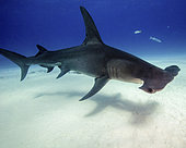 Great hammerhead shark, Tiger Beach, Bahamas.