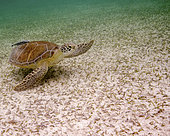 Green sea turtle swimming on the ocean floor, Tiger Beach, Bahamas.