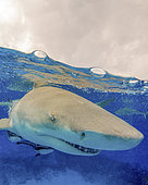Close-up of a lemon shark, Tiger Beach, Bahamas.