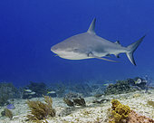 Reef shark swimming over reef, Tiger Beach, Bahamas.