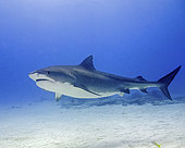 Tiger shark swimming over sand, Tiger Beach, Bahamas.