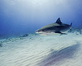 Tiger shark swimming over sand under the sunlight, Tiger Beach, Bahamas.