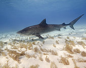 Tiger shark swimming over sea grass, Tiger Beach, Bahamas.