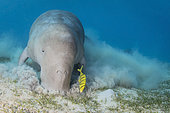 Dugong (Dugong dugon) and Golden trevally (Gnathanodon speciosus) in the Red Sea, Egypt.