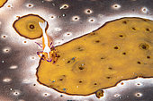 Emperor shrimp on a sea cucumber in Komodo National Park, Indonesia.