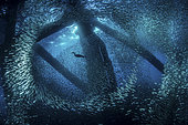 Cormoran nageant parmi les banc de poissons-appâts sous les plateformes pétrolières de Californie du Sud.
