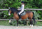 Rider performing the Spanish step on her welsh cob pony