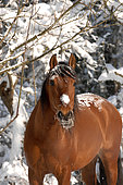 Purebred Spanish horse in the snow
