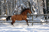Purebred Spanish horse galloping in the snow