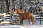 Palomino horse in the wild in a snowy area