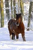 Icelandic horse, in a landscape of snow,