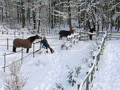 Woman looking after her horses in the snow covered paddocks in winter