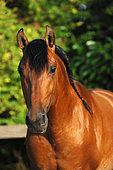 Purebred Spanish horse, portrait, Iberian braid